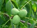 Juglans regia