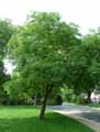 Juglans regia Laciniata