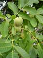 Juglans regia