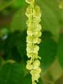 Pterocarya fraxinifolia, Pterocarya caucasica
