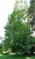 Pterocarya fraxinifolia, Pterocarya caucasica
