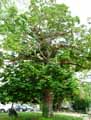 Juglandaceae-Pterocarya-fraxinifolia-Pterocarya-caucasica-Pterocaryer-du-Caucase-Noyer-du-Caucase.jpg