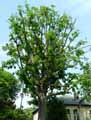 Juglandaceae-Pterocarya-x-rehderiana-Pterocarier-rehderiana.jpg