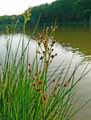 Juncus acutiflorus