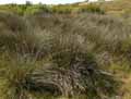 Juncus acutus