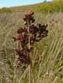 Juncus acutus