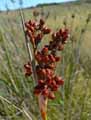 Juncus acutus