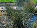 Juncus acutus