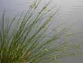 Juncus effusus
