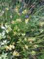 Juncus effusus