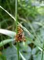 Juncus effusus