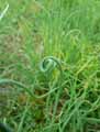 Juncus effusus Spiralis