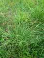 Juncus effusus Spiralis