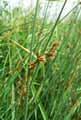 Juncus inflexus, Juncus glaucus