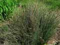 Juncus inflexus, Juncus glaucus