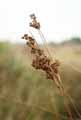 Juncus maritimus
