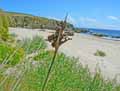 Juncus maritimus