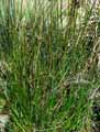 Juncus maritimus