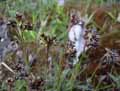 Luzula campestris