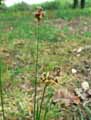 Luzula campestris