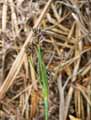 Juncaceae-Luzula-multiflora-Luzule-multiflore.jpg