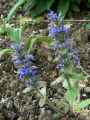 Ajuga genevensis