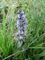 Ajuga reptans
