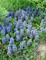 Ajuga reptans