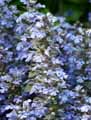 Ajuga reptans