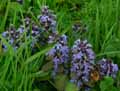 Ajuga reptans