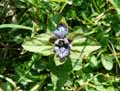 Ajuga reptans