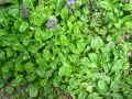 Ajuga reptans