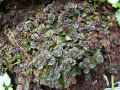 Ajuga reptans