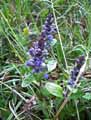 Ajuga reptans