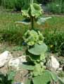 Ballota pseudodictamnus