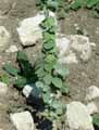Ballota pseudodictamnus