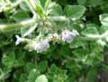Calamintha cretica