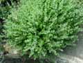 Calamintha cretica