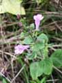 Calamintha nepeta