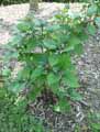 Lamiaceae-Clerodendrum-Bungei-Clerodendron-de-Bunge-Clerodendron-fetide.jpg