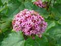 Clerodendrum Bungei