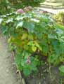 Clerodendrum Bungei