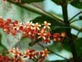 Clerodendrum paniculatum