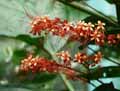 Clerodendrum paniculatum