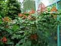 Clerodendrum paniculatum