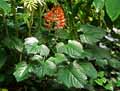 Clerodendrum paniculatum
