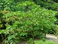 Lamiaceae-Clerodendrum-trichotomum-Clerodendron-trichotome-Arbre-du-clerge.jpg
