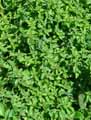 Lamiaceae-Clinopodium-vulgare-Clinopode-commun-Grand-Basilic-Calament-clinopode.jpg