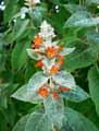 Colquhounia coccinea