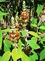 Lamiaceae-Colquhounia-coccinea-Colquhounia.jpg